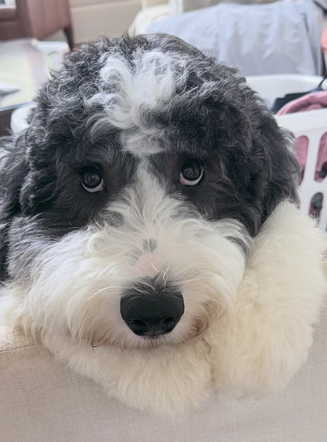 George, a black-and-white sheepadoodle puppy, gazing directly into the camera